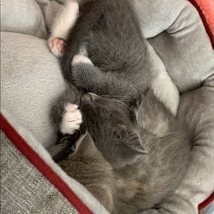 Meet your Posher, Joy